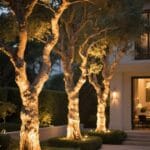 uplight trees for illumination